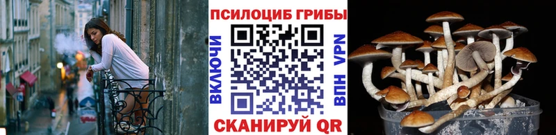 продажа наркотиков  Перевоз  Галлюциногенные грибы Cubensis 